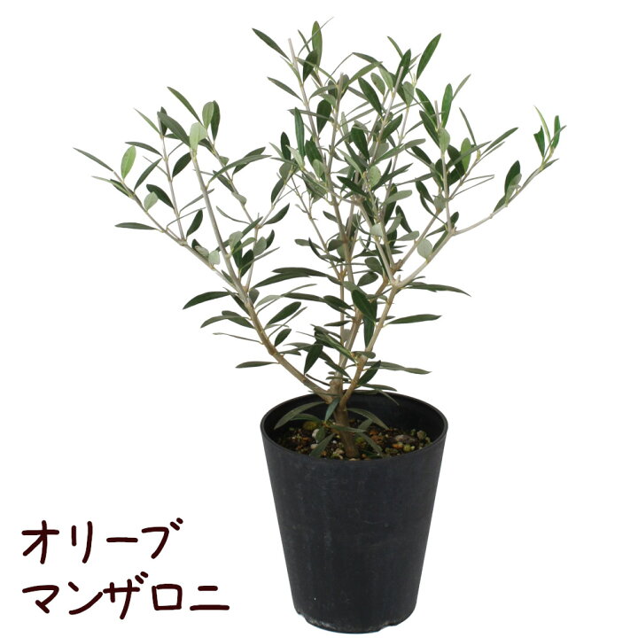 楽天市場 オリーブ マンザロニ 5号 苗木 常緑 高木 観葉植物 地植え 庭木 庭植え 育てやすい 初心者 送料無料 北海道 沖縄 離島除く プランツ フルル