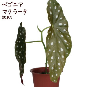 珍しい 花 プレゼント 観葉植物の人気商品 通販 価格比較 価格 Com