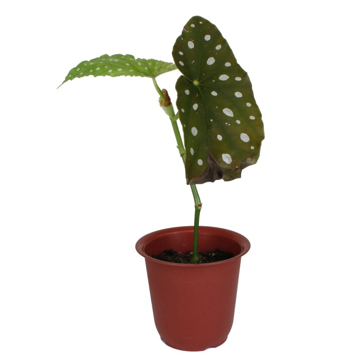 楽天市場 訳あり ベゴニア マクラータ 4号 観葉植物 インテリア グリーン おしゃれ 希少 珍しい ドット 派手 水玉模様 通販 販売 木立 花 ギフト プレゼント 卓上 かわいい 4寸 ミニ 送料無料 北海道 沖縄 離島除く プランツ フルル