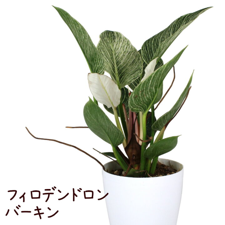 楽天市場 フィロデンドロン バーキン 7号 観葉植物 斑入り 白 緑 カラーリーフ 7寸 おしゃれ インテリア モダン かわいい きれい 葉 プレゼント ギフト 新生活 リビング 室内 ホワイト グリーン 送料無料 北海道 沖縄 離島除く プランツ フルル