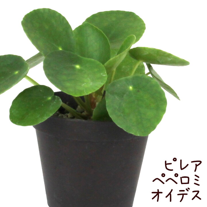 楽天市場 ピレア ペペロミオイデス 3号 観葉植物 インテリア グリーン 3寸 おしゃれ プレゼント ギフト かわいい 引越し祝い リビング 室内 鉢植え 苗 丸い葉っぱ パンケーキプランツ 多肉植物 ミニ 送料無料 北海道 沖縄 離島除く プランツ フルル
