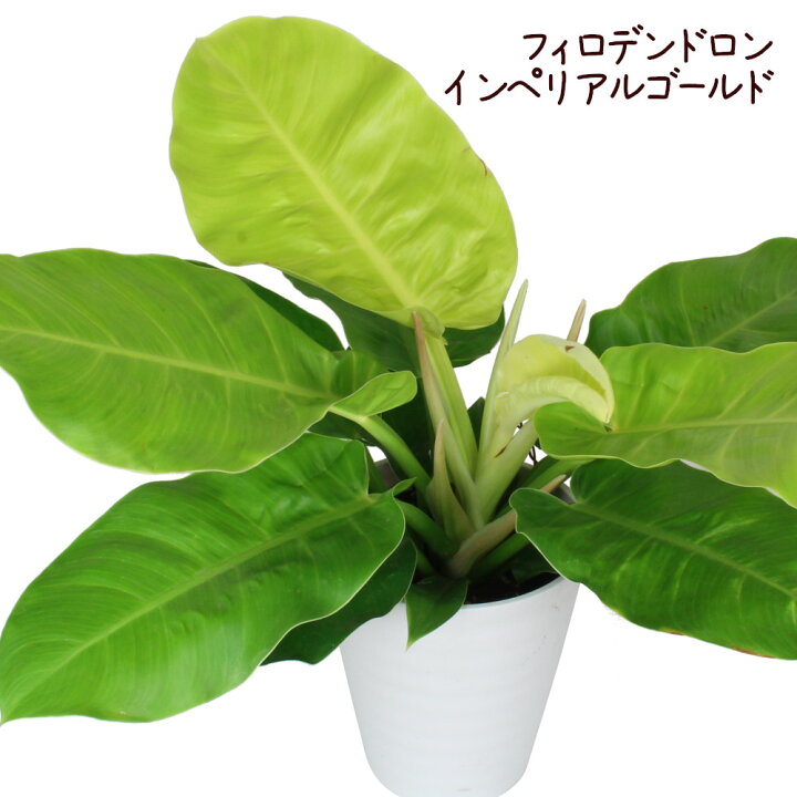 楽天市場】フィロデンドロン・インペリアルゴールド 7号【観葉植物 