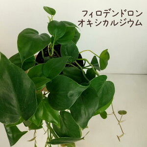 tBfhEILVJWE 4 픫yϗtA 4  CeA O[ 킢 qJY c V rO  Ă₷ S 鐫A ILVJ