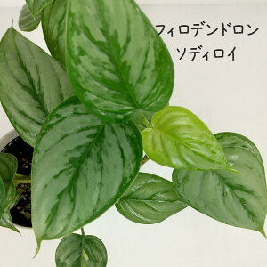 tBfhE\fBC4yϗtA J[[t 4  CeA _ 킢 ꂢ t v[g Mtg V rO v CO[   Ă