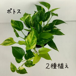 |gX 2iA 5yϗtA 5 CeA O[  V CeA Mtg v[g ړ]j cA cA  i rO 񂹐A  S[f 