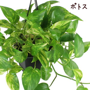 観葉植物 ポトス 5号の人気商品 通販 価格比較 価格 Com