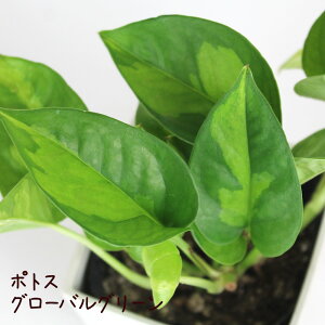 ポトス・グローバルグリーン 3号【観葉植物 3寸 インテリア グリーン おしゃれ 新生活 ギフト プレゼント 初心者 ツル植物 ツル性植物 育てやすい 室内 迷彩柄 ミニ 卓上 棚置き 小さい】送