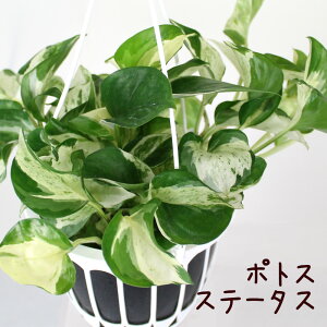 |gXEXe[^X 5 ݂蔫yϗtA 5 CeA O[  V CeA Mtg v[g ړ]j cA cA  nMO ݂艺 A ݂邷