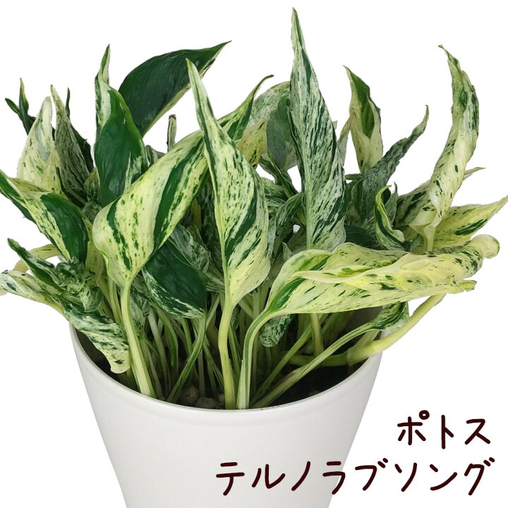 楽天市場】ポトス・テルノラブソング 5号【観葉植物 5寸 インテリア 