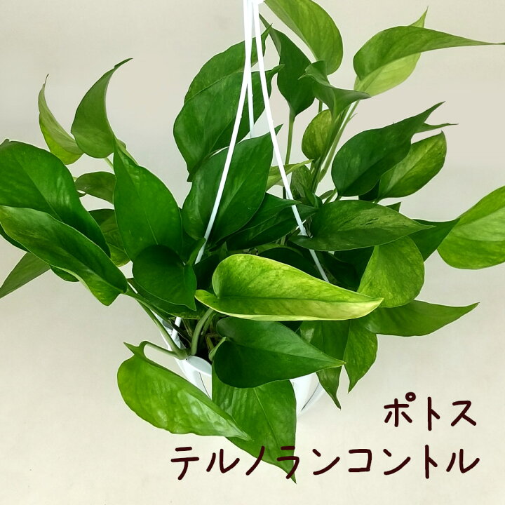 楽天市場】ポトス・テルノランコントル 5号 吊り【観葉植物 5寸 