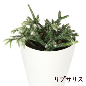 お試し リプサリス 3号 プラ鉢【サボテン 多肉植物 観葉植物 3寸 おしゃれ 新生活 インテリア グリーン 室内 かわいい 珍しい オシャレ 鉢 鉢植え 着生サボテン 森林サボテン 森サボテン テーブル 卓上 棚置き 棚上 デスク】送料無料（北海道・沖縄・離島除く）