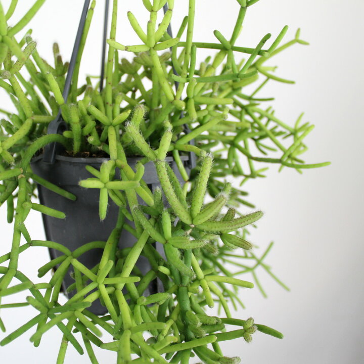 楽天市場 リプサリス ヘテロクラダ 4号 吊り 観葉植物 4寸 おしゃれ 新生活 インテリア ギフト プレゼント 室内 かわいい ハンギング 珍しい レア 吊り下げ 鉢植え 常緑 吊り鉢 多肉植物 サボテン 吊るす ミニ 送料無料 北海道 沖縄 離島除く プランツ フルル