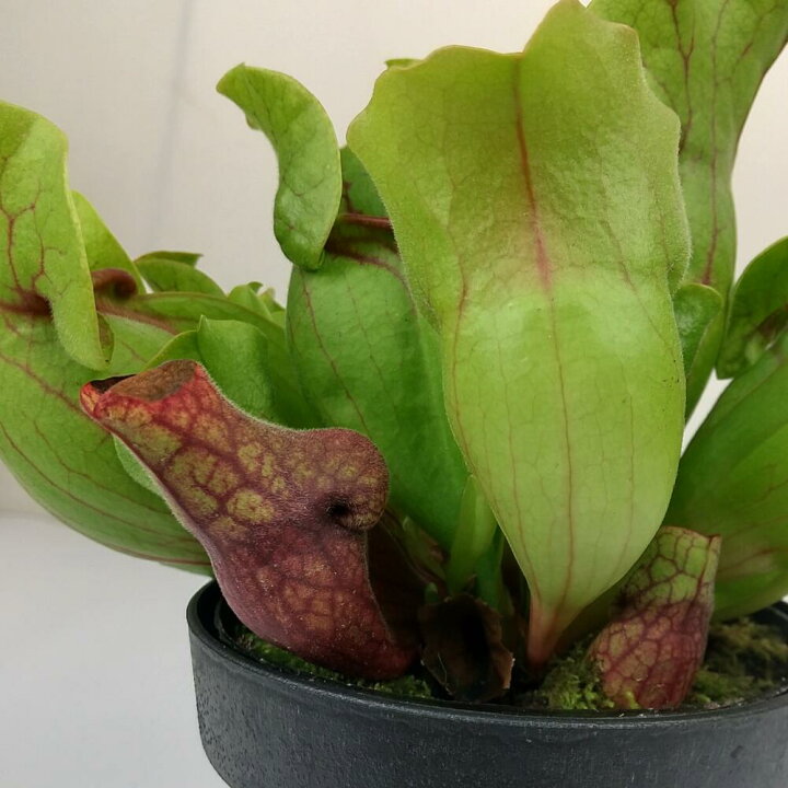 楽天市場】食虫植物 サラセニア プルプレア ssp. べノーサ4号【観葉 