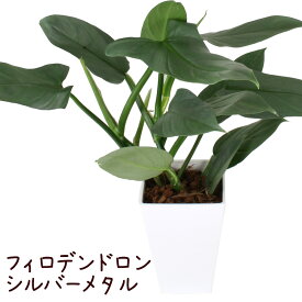 フィロデンドロン・シルバーメタル Lsize 5号【観葉植物 カラーリーフ 4寸 おしゃれ インテリア モダン かわいい きれい 葉 プレゼント ギフト 新生活 リビング プラ鉢 銀色 灰色 モノトーン 光沢 室内 育てやすい 初心者】送料無料（北海道・沖縄・離島除く）