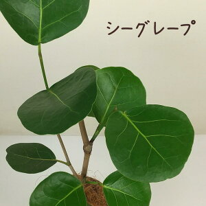 V[O[v4yϗtA 4  V CeA Vzj JƏj Mtg v[g ړ]j  z