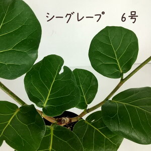 V[O[v6yϗtA 4  V CeA Vzj JƏj Mtg v[g ړ]j  z