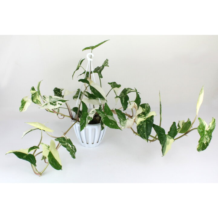 楽天市場 シンゴニウム フレンチマーブル 5号 吊り 観葉植物 5寸 おしゃれ 新生活 インテリア グリーン ギフト プレゼント 室内 部屋置き かわいい 斑入り ハンギング 吊り鉢 垂れ下がる 吊るす 送料無料 北海道 沖縄 離島除く プランツ フルル