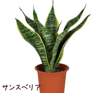 TXxA 4yϗtA 4  V CeA O[ Vzj JƏj Mtg v[g TZxA A Əj 킢  fXN e[u Iu ~j 