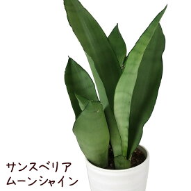 サンスベリア・ムーンシャイン 4号【観葉植物 おしゃれ インテリア グリーン ギフト プレゼント サンスベリア 多肉植物 かわいい リビング シルバーキング ムーングロウ ムーングロー】送料無料（北海道・沖縄・離島除く）