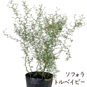 \tHEgxCr[ 7|bgyϗtA CeA O[ 7  v[g Mtg 킢 zj t  x_ K[fjO  Vzj 傫z