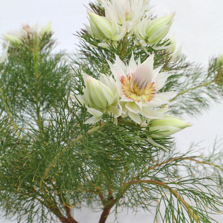 楽天市場 ジョーイセルリア ブラッシングブライド 6号 観葉植物 グリーン おしゃれ かわいい 鉢植え 庭木 オーストラリア オージー植物 オージープランツ ネイティブプランツ ドライ セルリア カルメン 常緑低木 ブライダルフラワー ふわふわ 送料無料 北海道 沖縄 楽天市場 ジョーイセルリア ブラッシングブライド 6号 観葉植物 グリーン おしゃれ かわいい 鉢植え 庭木 オーストラリア オージー植物 オージープランツ ネイティブプランツ ドライ セルリア カルメン 常緑低木 ブライダルフラワー ふわふわ 送料無料 北海道 沖縄