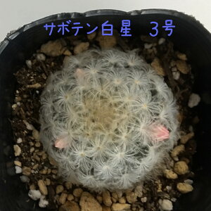 }~AE 3yϗtA T{e A CeA O[  fXN e[u  킢 V Mtg v[g l 3 Iu ~j  zCg ӂӂ 