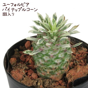 観葉植物 ソテツキリンの人気商品 通販 価格比較 価格 Com