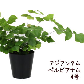 楽天市場 アストロフィツム 種類 植物 アジアンタム の通販 楽天市場 アストロフィツム 種類 植物 アジアンタム の通販