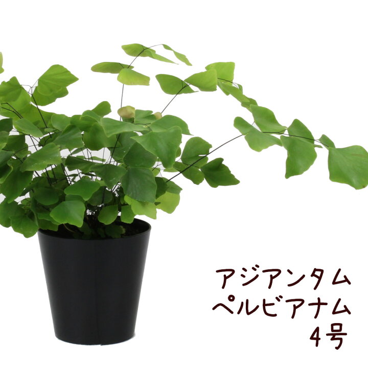 楽天市場 アジアンタム ペルビアナム 4号 観葉植物 4寸 おしゃれ 新生活 インテリア ギフト プレゼント 室内 かわいい 大葉 シダ シダ植物 夏 納涼 棚置き ミニ 送料無料 北海道 沖縄 離島除く プランツ フルル