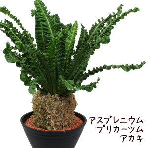 観葉植物 シダ植物の人気商品 通販 価格比較 価格 Com 観葉植物 シダ植物の人気商品 通販 価格比較 価格 Com
