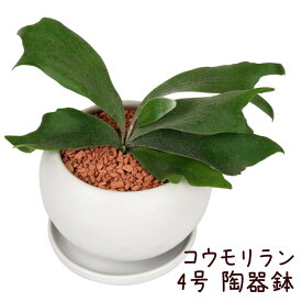 楽天市場 シダ植物 4号の通販