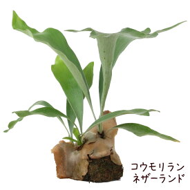 コウモリラン・ネザーランド 水苔着生 板なし【ビカクシダ 観葉植物 シダ植物 インテリア 室内 おしゃれ かわいい 卓上 通販 グリーン シダ ハンギング 吊り 吊り下げ 壁掛け 着生 素材 水苔 吊るす】送料無料（北海道・沖縄・離島除く）