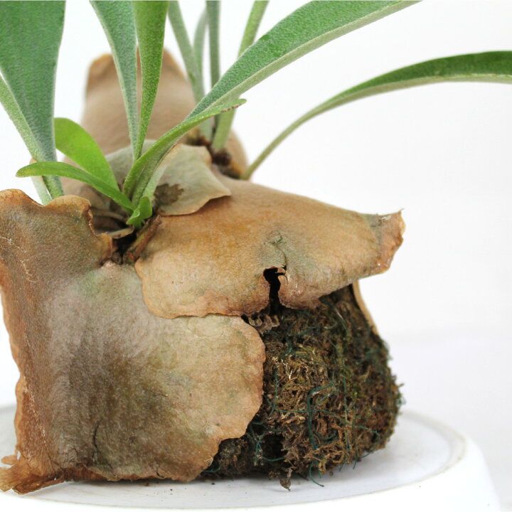 楽天市場 コウモリラン ネザーランド 水苔着生 板なし ビカクシダ 観葉植物 シダ植物 インテリア 室内 おしゃれ かわいい 卓上 通販 グリーン シダ ハンギング 吊り 吊り下げ 壁掛け 着生 素材 水苔 吊るす 送料無料 北海道 沖縄 離島除く プランツ フルル