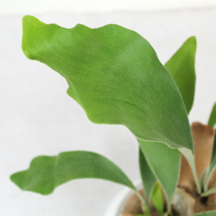 楽天市場 コウモリラン ネザーランド 水苔着生 板なし ビカクシダ 観葉植物 シダ植物 インテリア 室内 おしゃれ かわいい 卓上 通販 グリーン シダ ハンギング 吊り 吊り下げ 壁掛け 着生 素材 水苔 吊るす 送料無料 北海道 沖縄 離島除く プランツ フルル