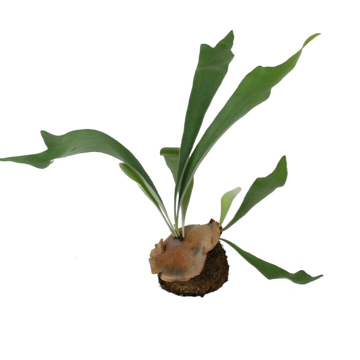 楽天市場 コウモリラン ネザーランド 水苔着生 板なし ビカクシダ 観葉植物 シダ植物 インテリア 室内 おしゃれ かわいい 卓上 通販 グリーン シダ ハンギング 吊り 吊り下げ 壁掛け 着生 素材 水苔 吊るす 送料無料 北海道 沖縄 離島除く プランツ フルル