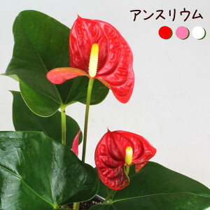 AXE 4yϗtA Ԕ 4  V CeA JƏj Mtg v[g ړ]j  Ă₷ S JXj Vzj  Iu ̓ Mtgzi