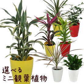 13品種から選べるミニ観葉植物 2個セット 3.5号【卓上 おしゃれ かわいい 棚置き ミニ ドラセナ・サンデリアーナ ドラセナ・コンパクタ ゲッキツ シルクジャスミン ホンコンカポック シェフレラ コルジリネ・レッドエッジ】送料無料（北海道・沖縄・離島除く）