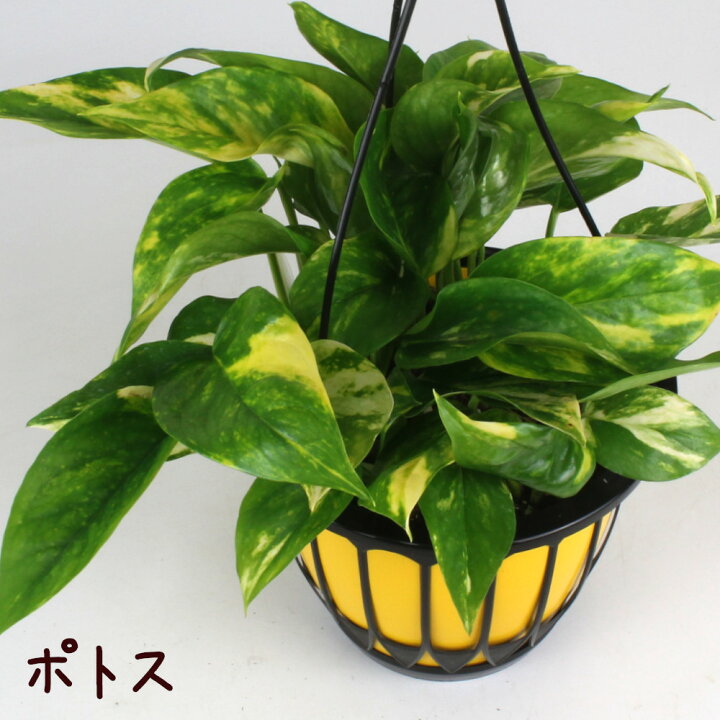 楽天市場】ポトス 5号 吊り鉢【観葉植物 5寸 インテリア グリーン 