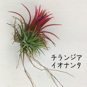 `WAECIi^yGAvc ϗtA T{e A CeA O[  fXN e[u  킢 V Mtg a x_ K[fjO v[g