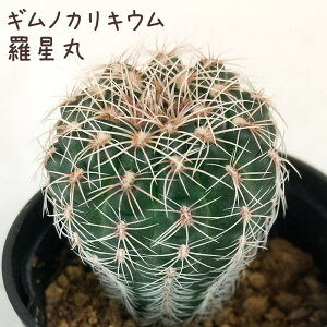 ギムノカリキウム・羅星丸【観葉植物 サボテン 多肉植物 インテリア グリーン 卓上 デスク テーブル おしゃれ かわいい 新生活 ギフト 誕生日 ベランダ ガーデニング プレゼント 仙人掌 棚