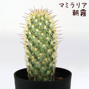 }~AEyϗtA T{e A CeA O[  fXN e[u  킢 V Mtg a x_ K[fjO v[g l Iu ~j