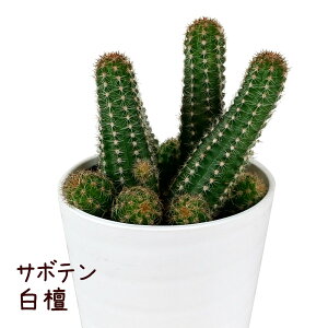 T{eEhyϗtA T{e A CeA O[  fXN e[u  킢 V Mtg a x_ K[fjO v[g l Iu ~jT