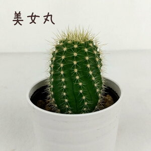 }~AEہyϗtA T{e A CeA O[  fXN e[u  킢 V Mtg a x_ K[fjO v[g l Iu ~