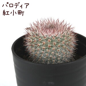 pfBAEgyϗtA T{e A CeA O[  fXN e[u  킢 V Mtg a x_ K[fjO v[g l Iu ~