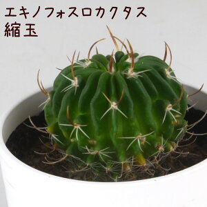 GLmtHXJN^XEkʁyϗtA T{e A CeA O[  fXN e[u  킢 V Mtg a x_ K[fjO v[g l