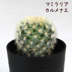 }~AEJiGyϗtA T{e A CeA O[  fXN e[u  킢 V Mtg a x_ K[fjO v[g l Iu