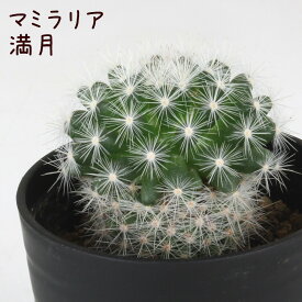 マミラリア・満月【観葉植物 サボテン 多肉植物 インテリア グリーン 卓上 デスク テーブル おしゃれ かわいい 新生活 ギフト 誕生日 ベランダ ガーデニング プレゼント 仙人掌 棚置き ミニ】