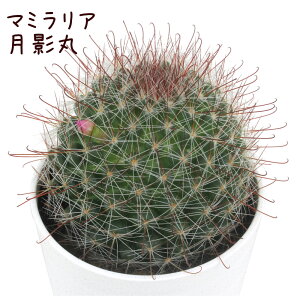 マミラリア・月影丸【観葉植物 サボテン 多肉植物 インテリア グリーン 卓上 デスク テーブル おしゃれ かわいい 新生活 ギフト 誕生日 ベランダ ガーデニング プレゼント 仙人掌 棚置き ミ