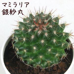 }~AEъہyϗtA T{e A CeA O[  fXN e[u  킢 V Mtg a x_ K[fjO v[g l Iu ~