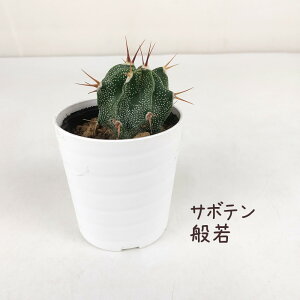 T{eEʎyϗtA T{e A CeA O[  fXN e[u  킢 V Mtg a x_ K[fjO v[g l Iu ~jT